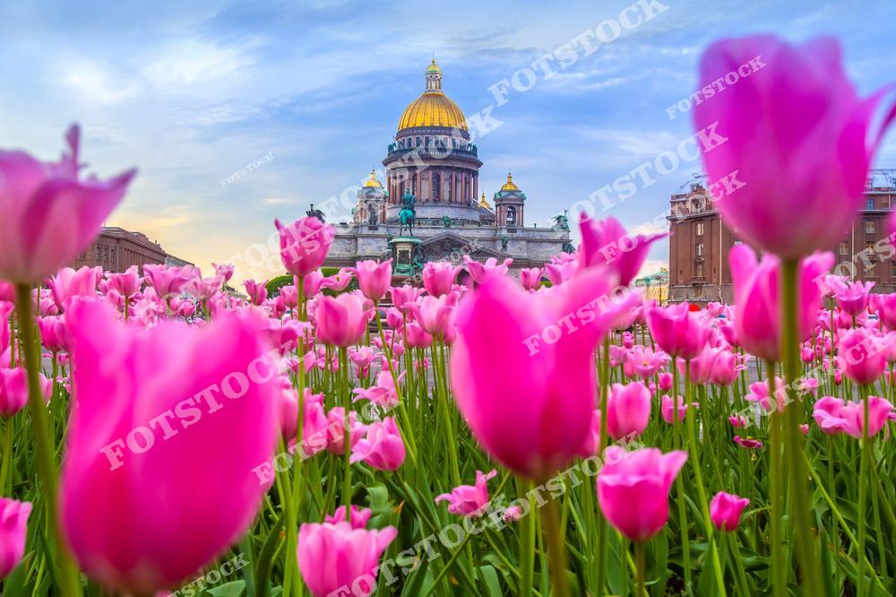 На переднем плане изображены розовые тюльпаны, высаженные на Исаакиевской площади. На заднем плане возвышается величественный Исаакиевский собор с его золотым куполом. Весенние цветы создают яркий контраст с архитектурной строгостью собора. По бокам кадра видны здания, окружающие площадь, придавая сцене завершённость. Это один из самых живописных видов центра Петербурга в весеннее время.